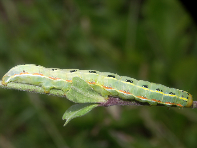 Xylena exsoleta - Copyright Hugues Mouret